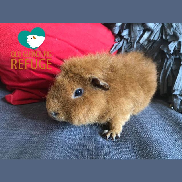 Photo of Bear (Desexed Male)