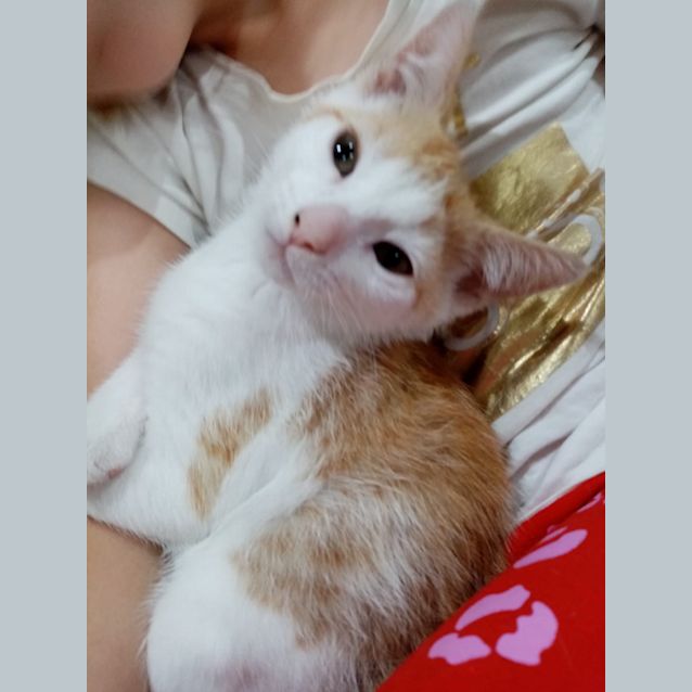 Photo of Feta