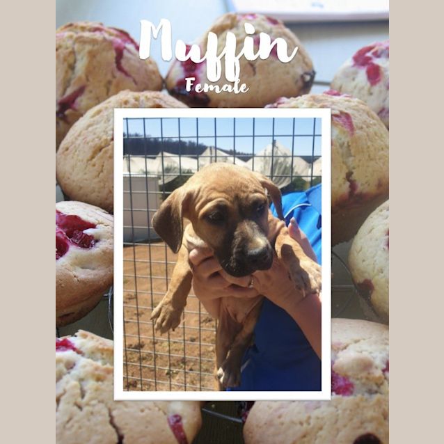 Photo of Muffin