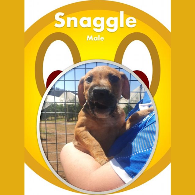 Photo of Snaggle S