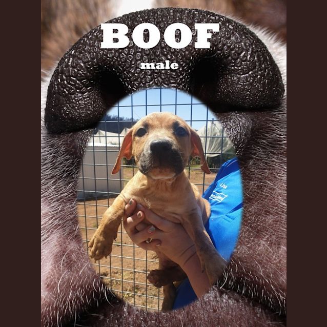 Photo of Boof