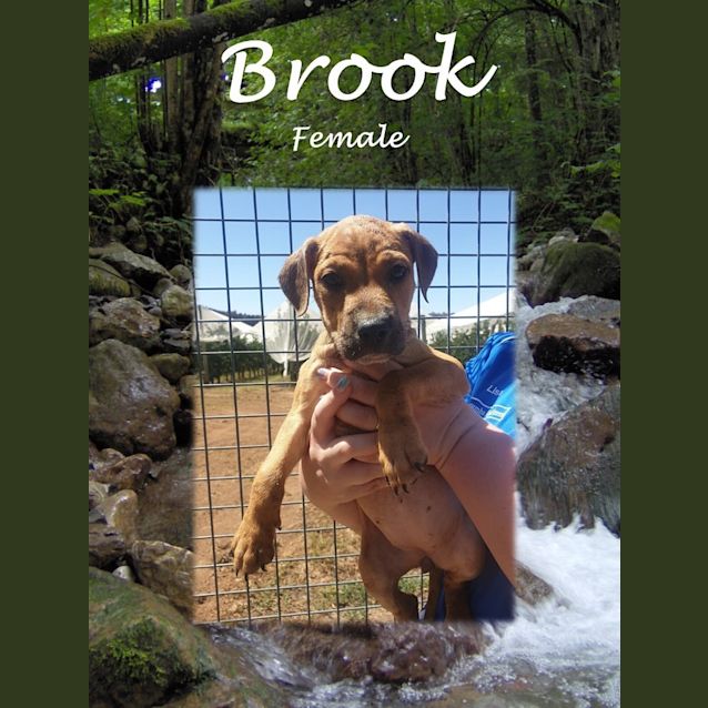 Photo of Brook