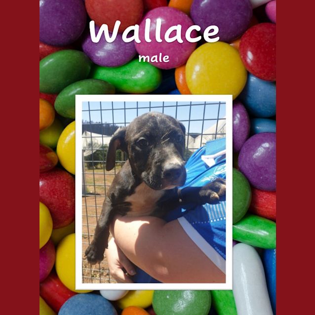 Photo of Wallace
