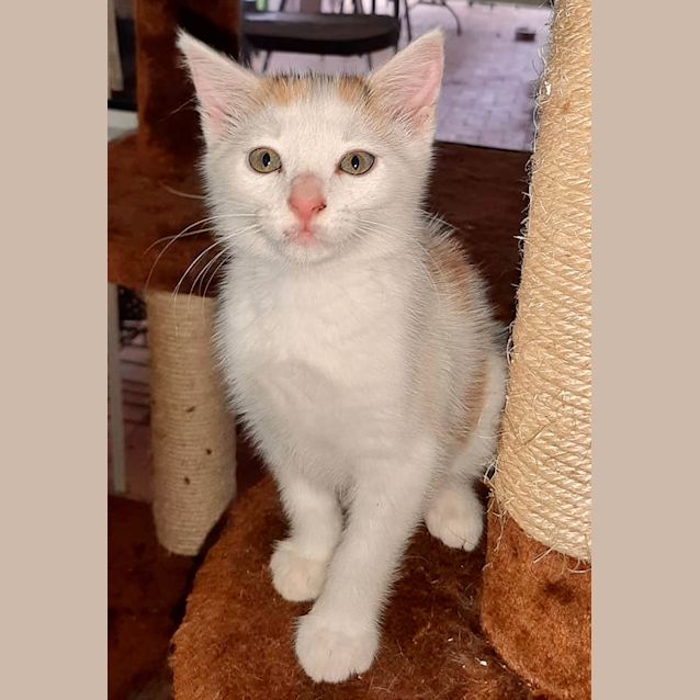 Photo of Muffin 💖