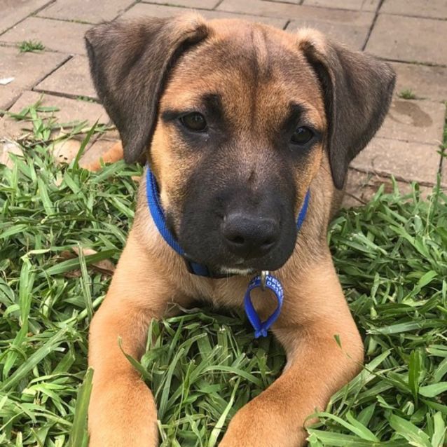 Photo of Storm ~ Mastiff X Ridgeback Pup (On Trial 15/2/20)