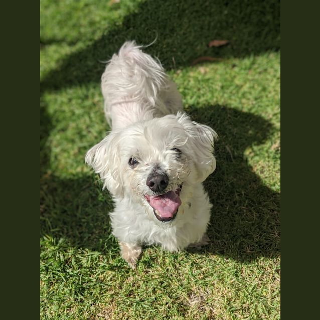 Photo of Rufus