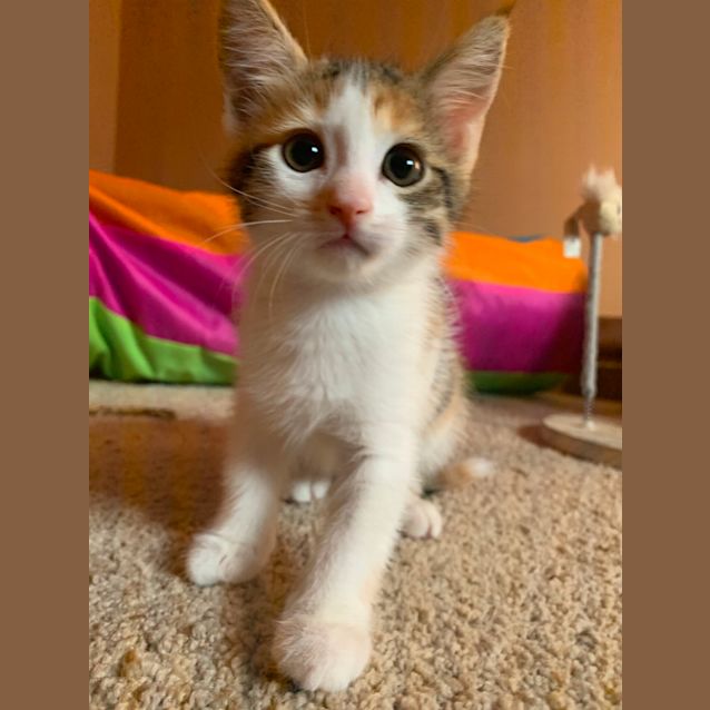 Photo of Splodge 