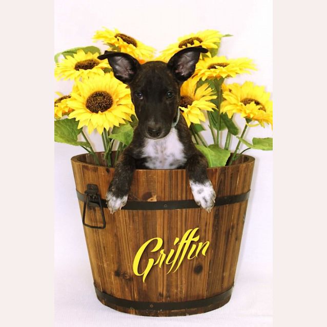 Photo of Griffin 