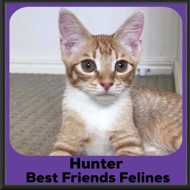 Photo of Hunter 