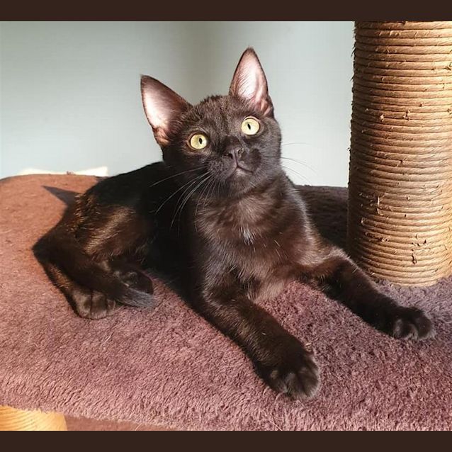 Photo of Brownie