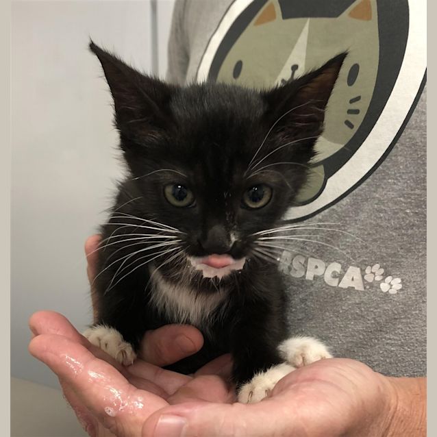 Photo of Otis