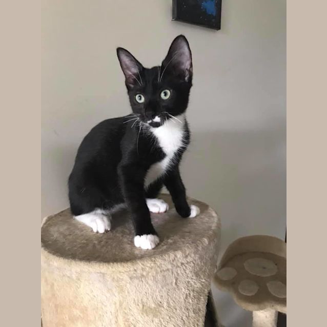 Photo of Dante