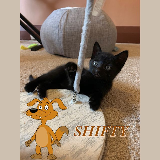Photo of Shifty 