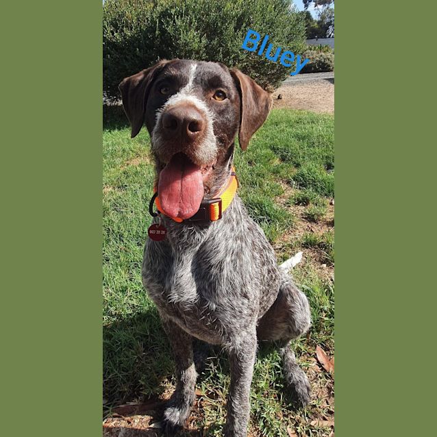 Photo of Bluey