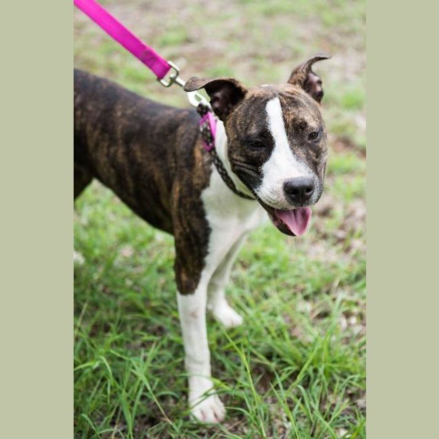 Photo of Ruby