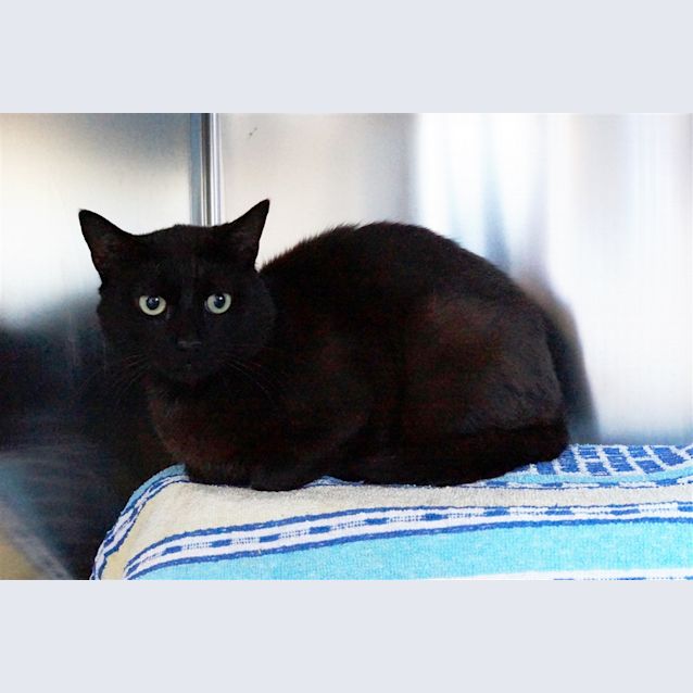 Photo of Arlo