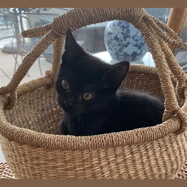 Photo of Josie