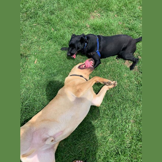 Photo of Bowie Labrador 