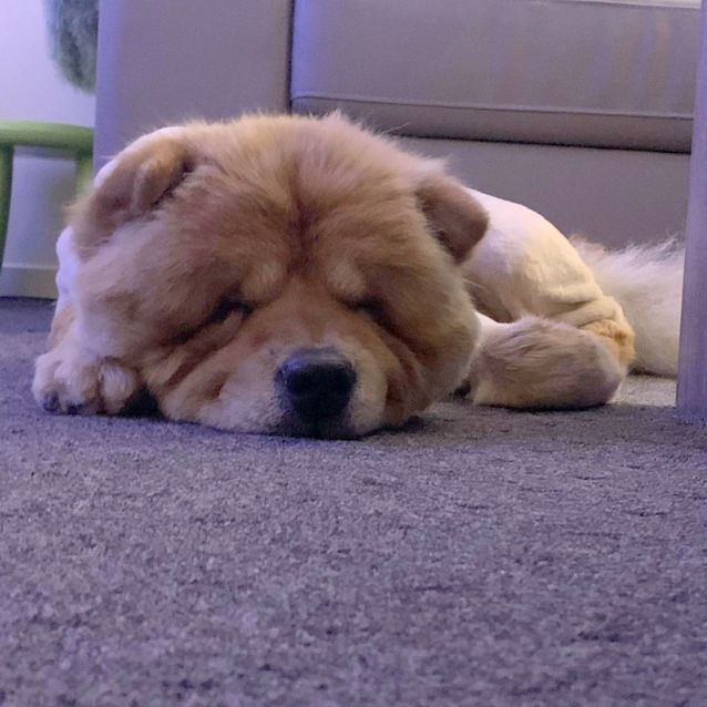 Photo of Empress ~ Gorgeous Chow Chow (On Trial 17/2/20)