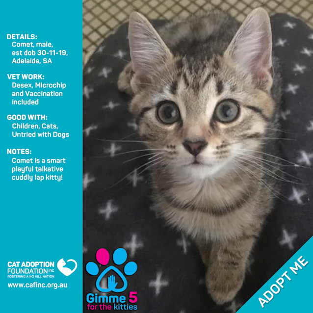 Photo of Comet
