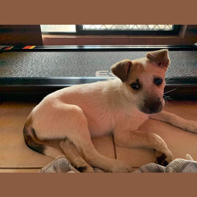 Photo of Piper