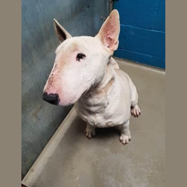 Photo of Sniper   Foster Carer Needed