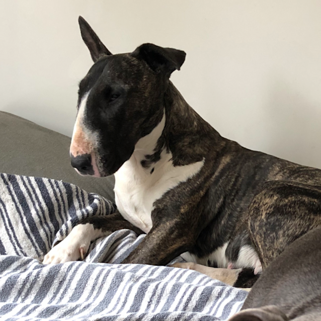 Photo of Tessy   Foster Carer Needed