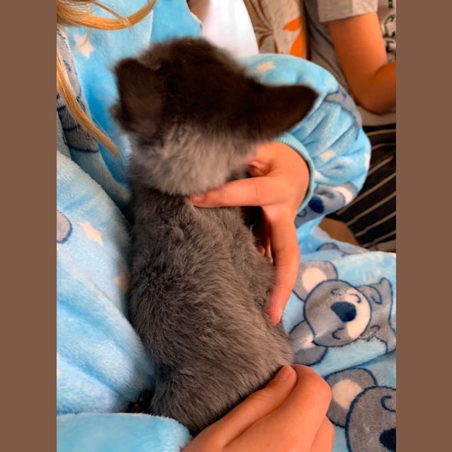 Photo of Mink