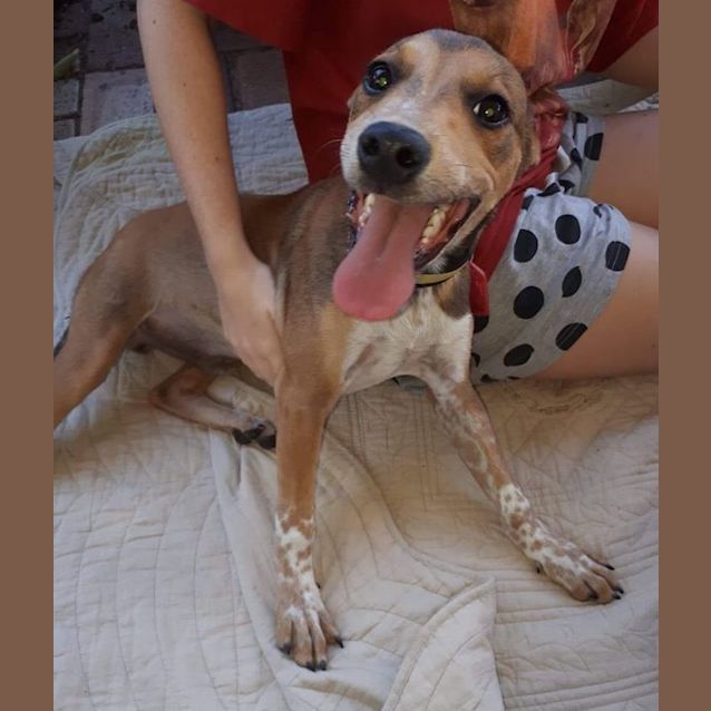 Photo of Puppy Kingie Dl2384