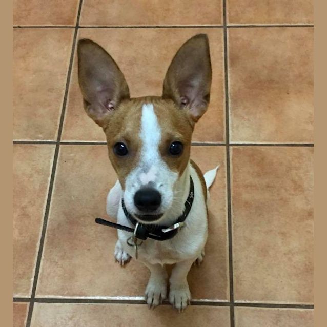 Photo of Ollie