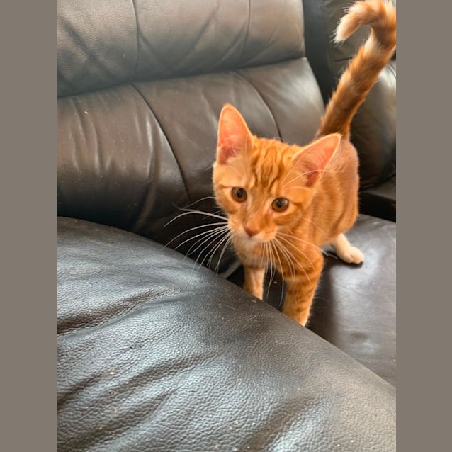 Photo of Pumpkin