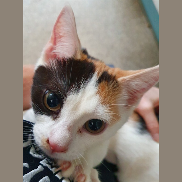 Photo of Penny