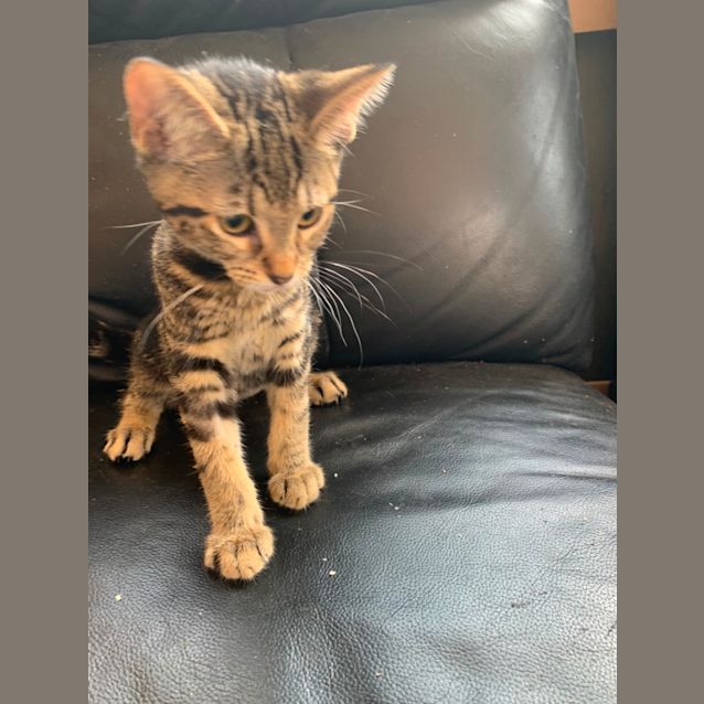 Photo of Trick