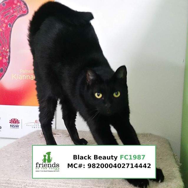 Photo of Black Beauty