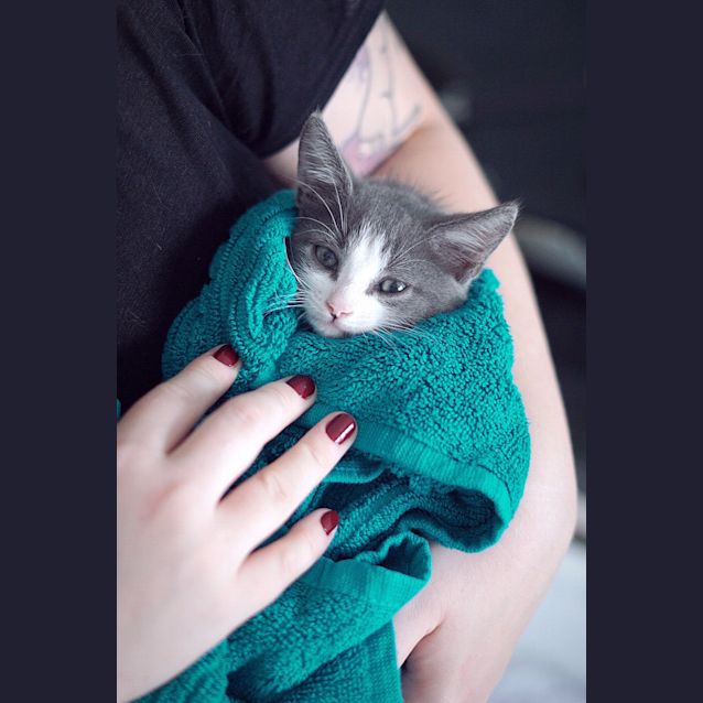 Photo of Murphy ~ 8 Week Old Male Kitten (On Trial 25/2/20)