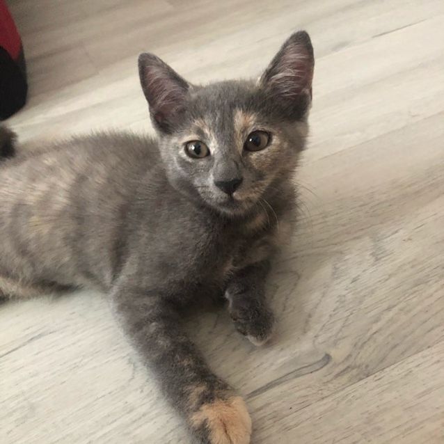 Photo of Willow