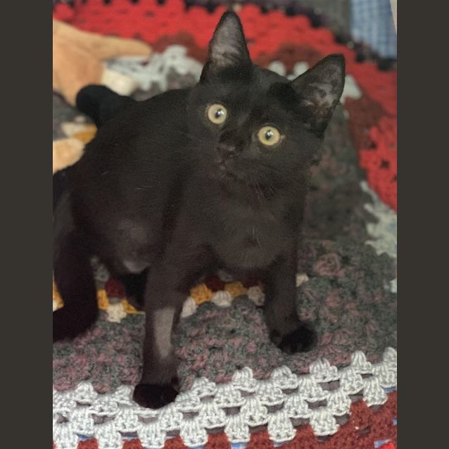 Photo of Midnight