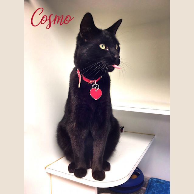 Photo of Cosmo