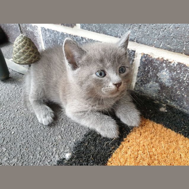 Photo of Blue