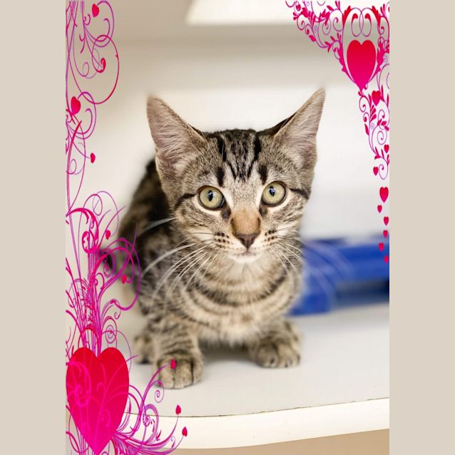 Photo of Belle