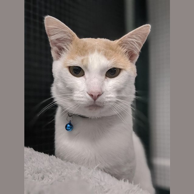 Photo of Yogi