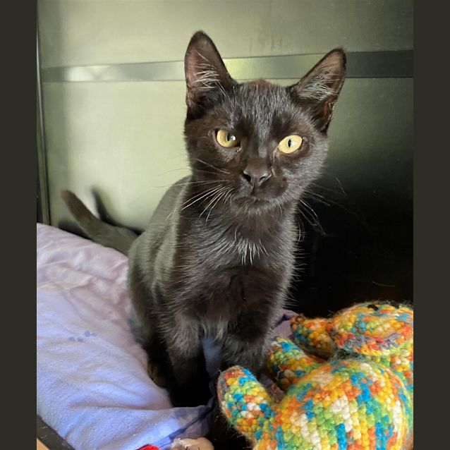Photo of Salem