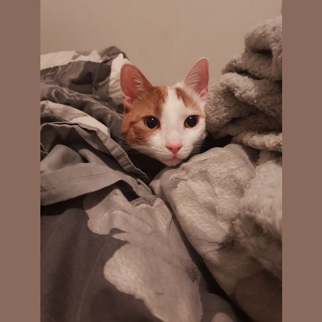 Photo of Spook