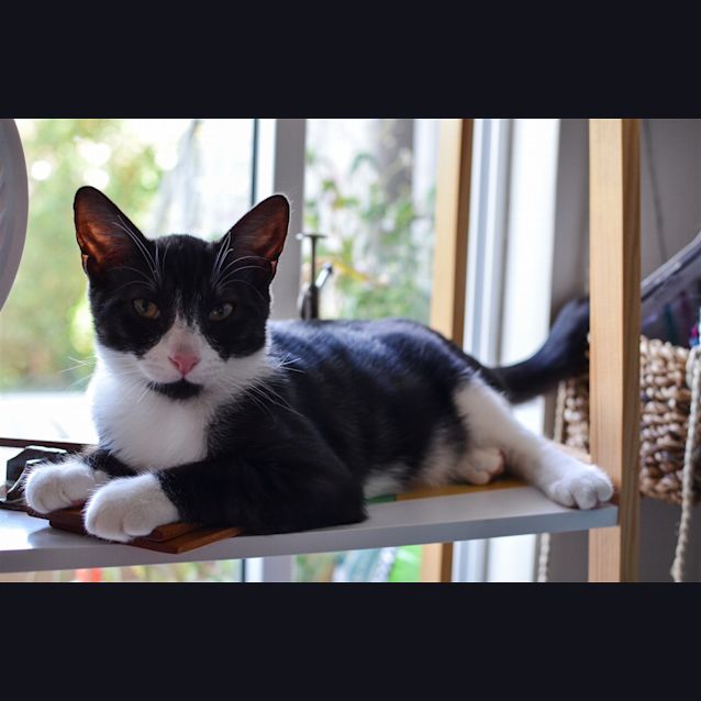 Photo of Fergus(now Elvis)
