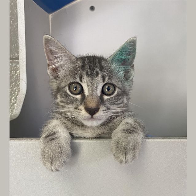 Photo of Smokey
