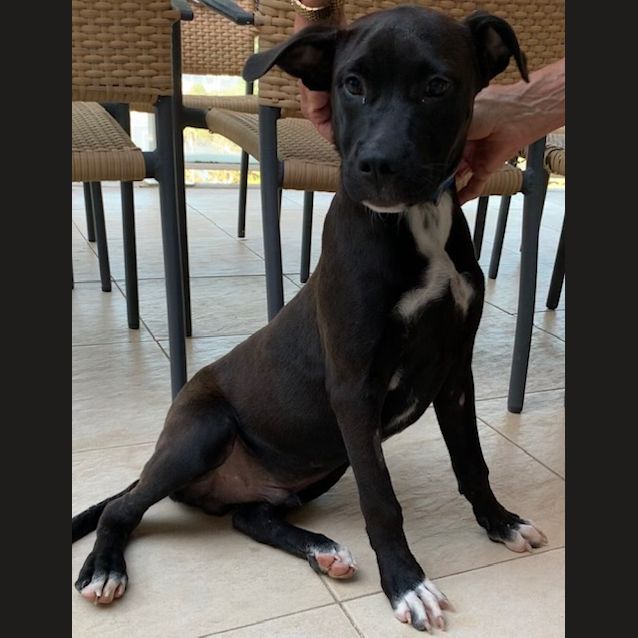 Photo of Frankie 