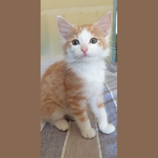 Photo of Gingerbread 