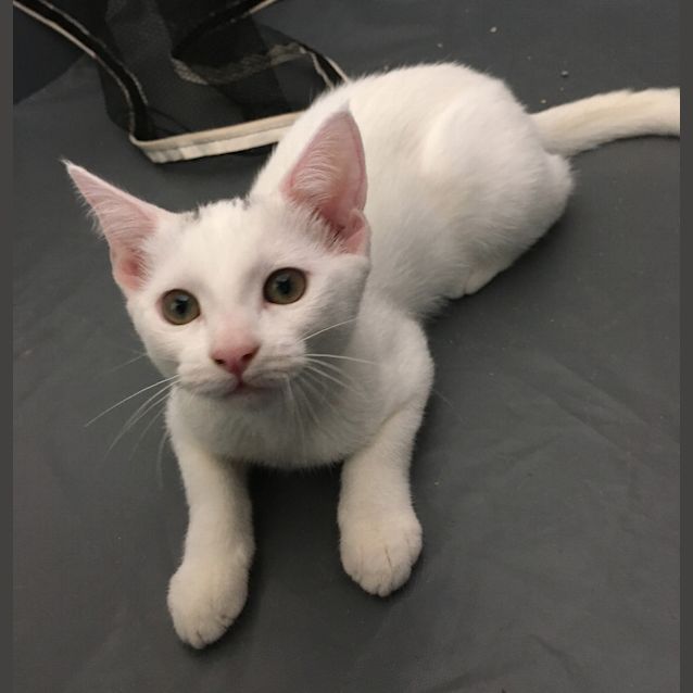 Photo of Flash And Clingon