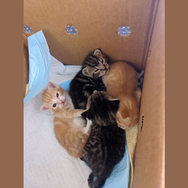 Photo of New Born 2 Tabby Kittens