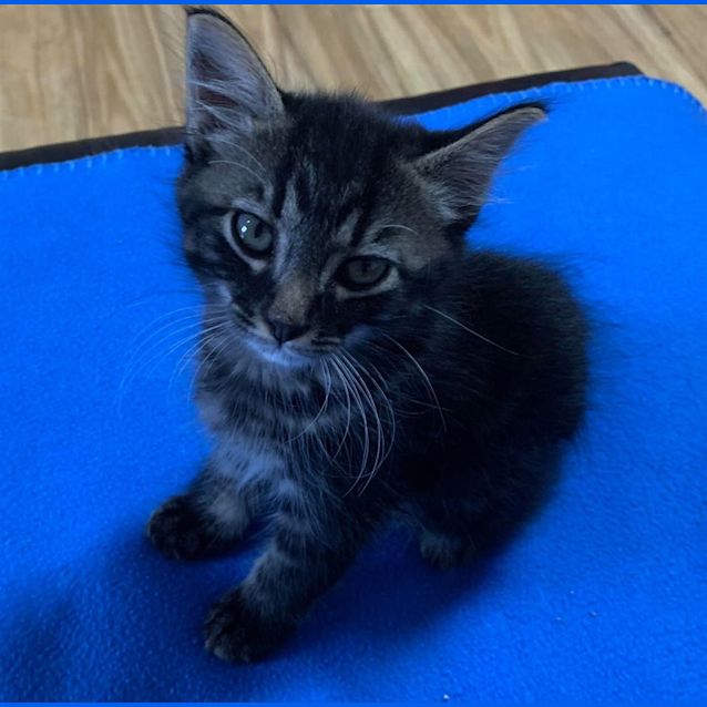 Photo of Colt